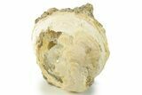 Fossil Clam (Mercenaria) With Fluorescent Calcite - Rucks Pit, FL #280360-2